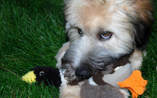 Illustration for article titled Shooting Challenge Pets Gallery 4